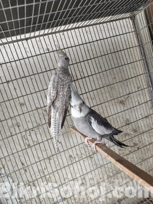 1 pair running cockatiel to be sold